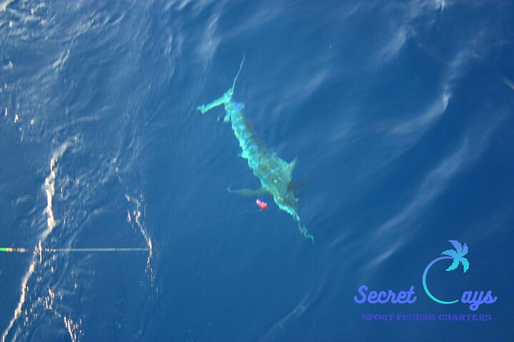 Secret Cays Bahamas