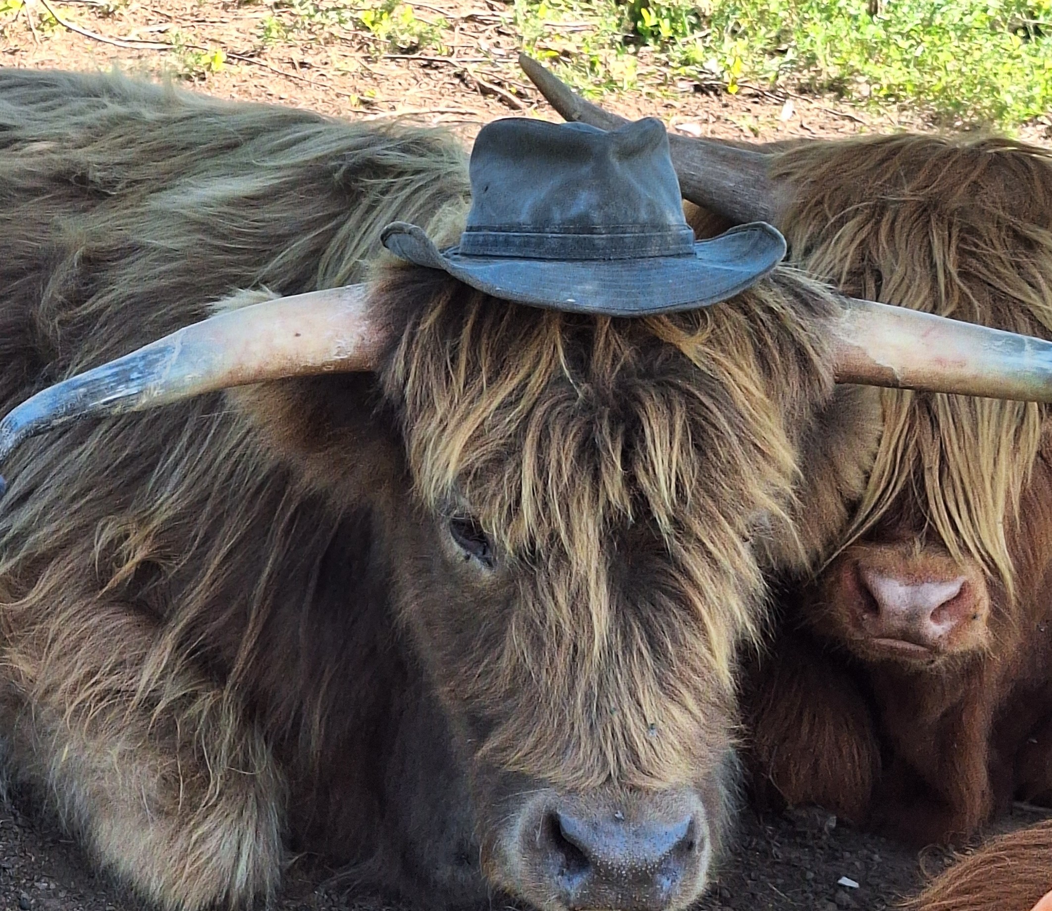 Whispering Dandelion Farm