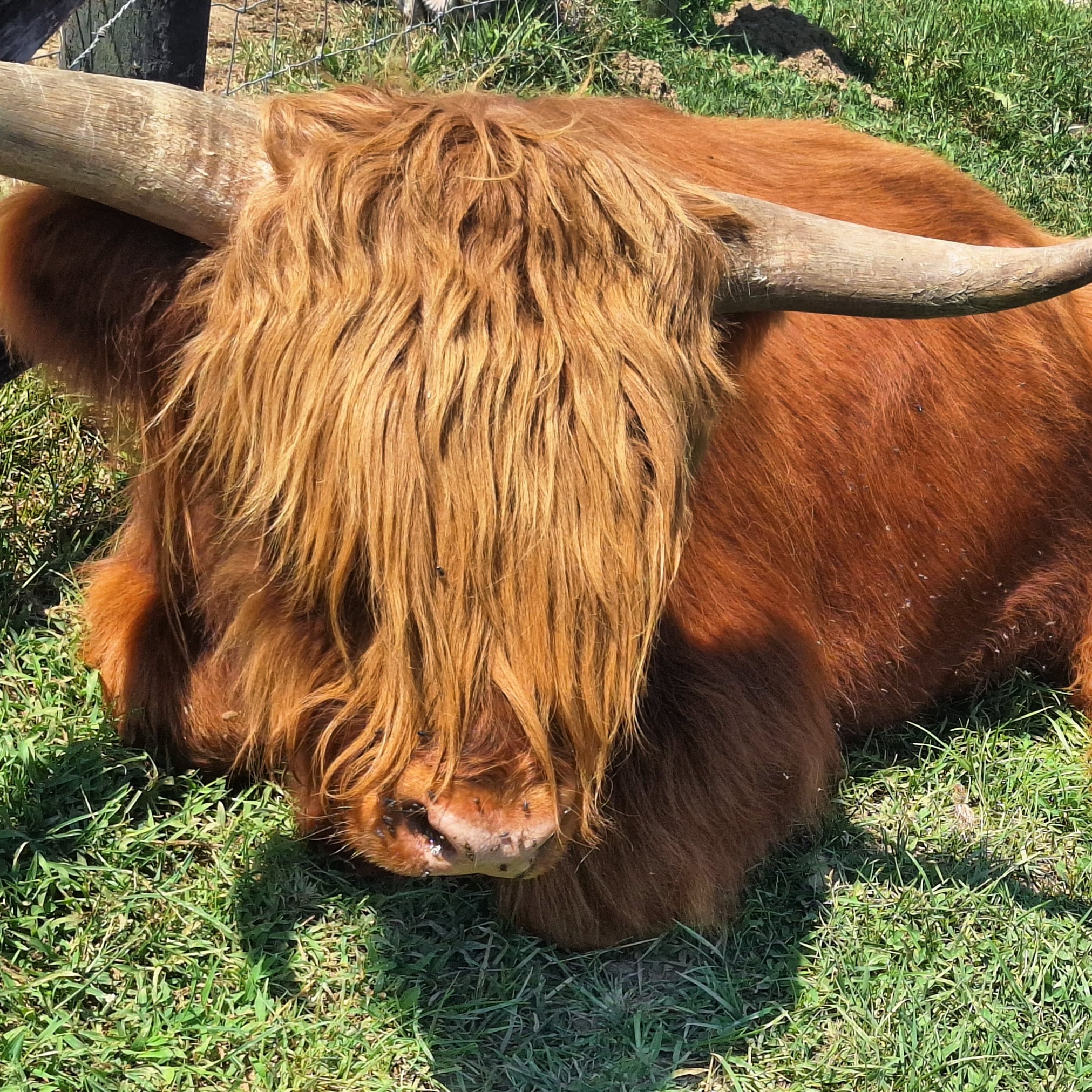 Whispering Dandelion Farm