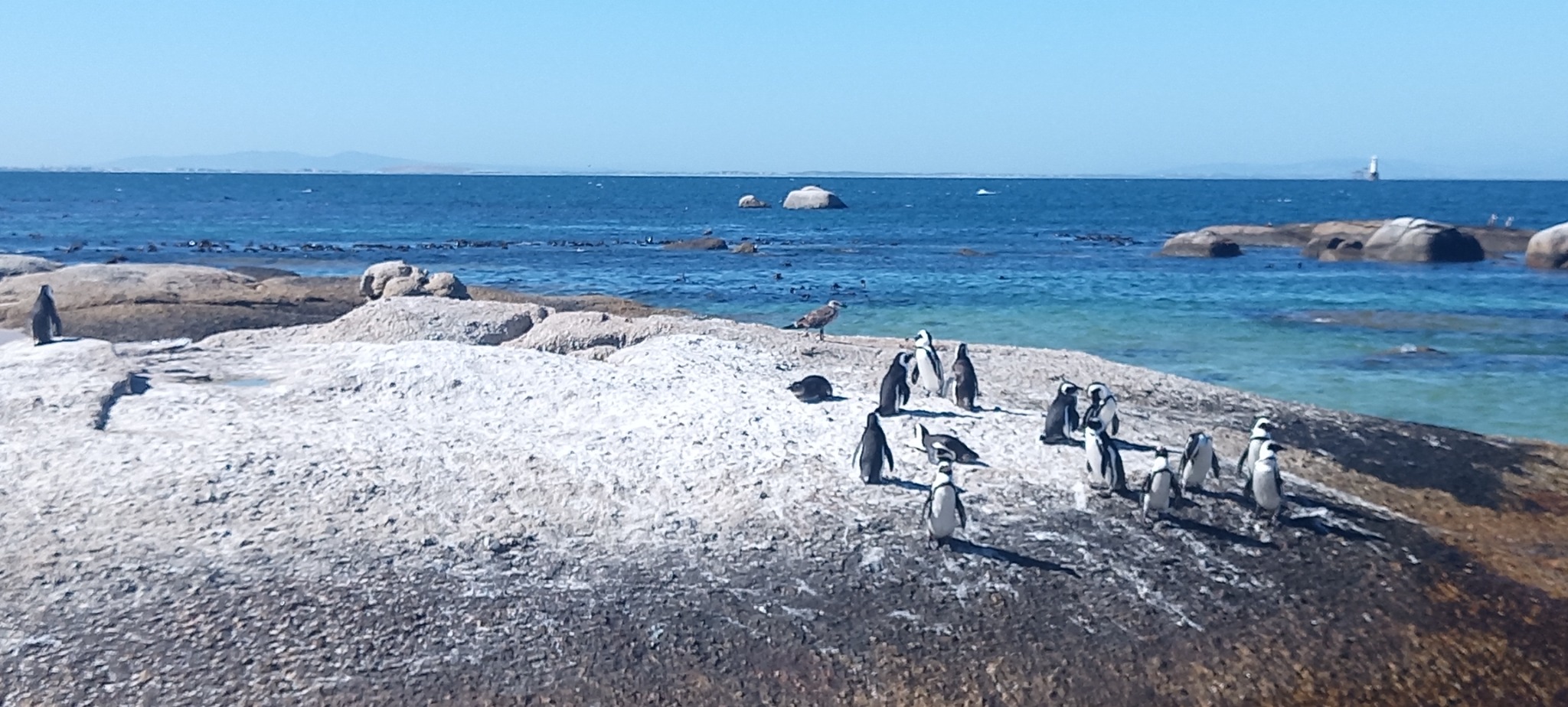 GoCape Adventures