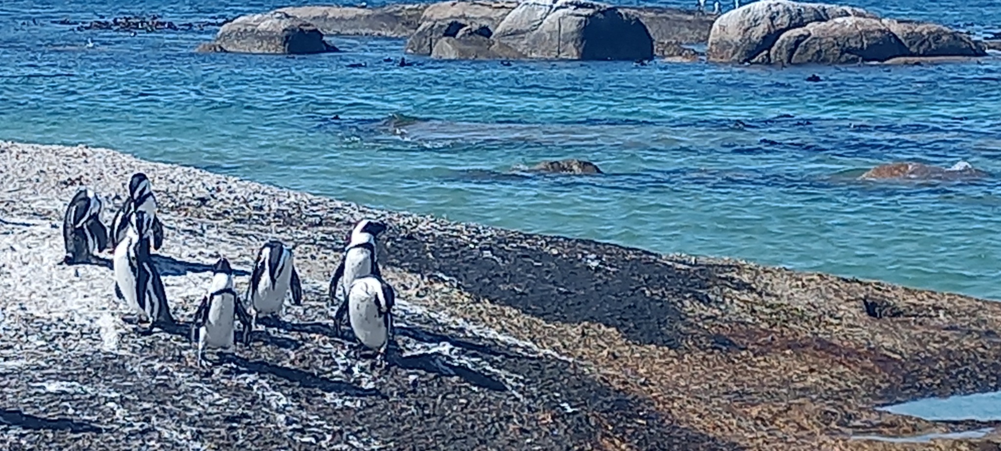 GoCape Adventures