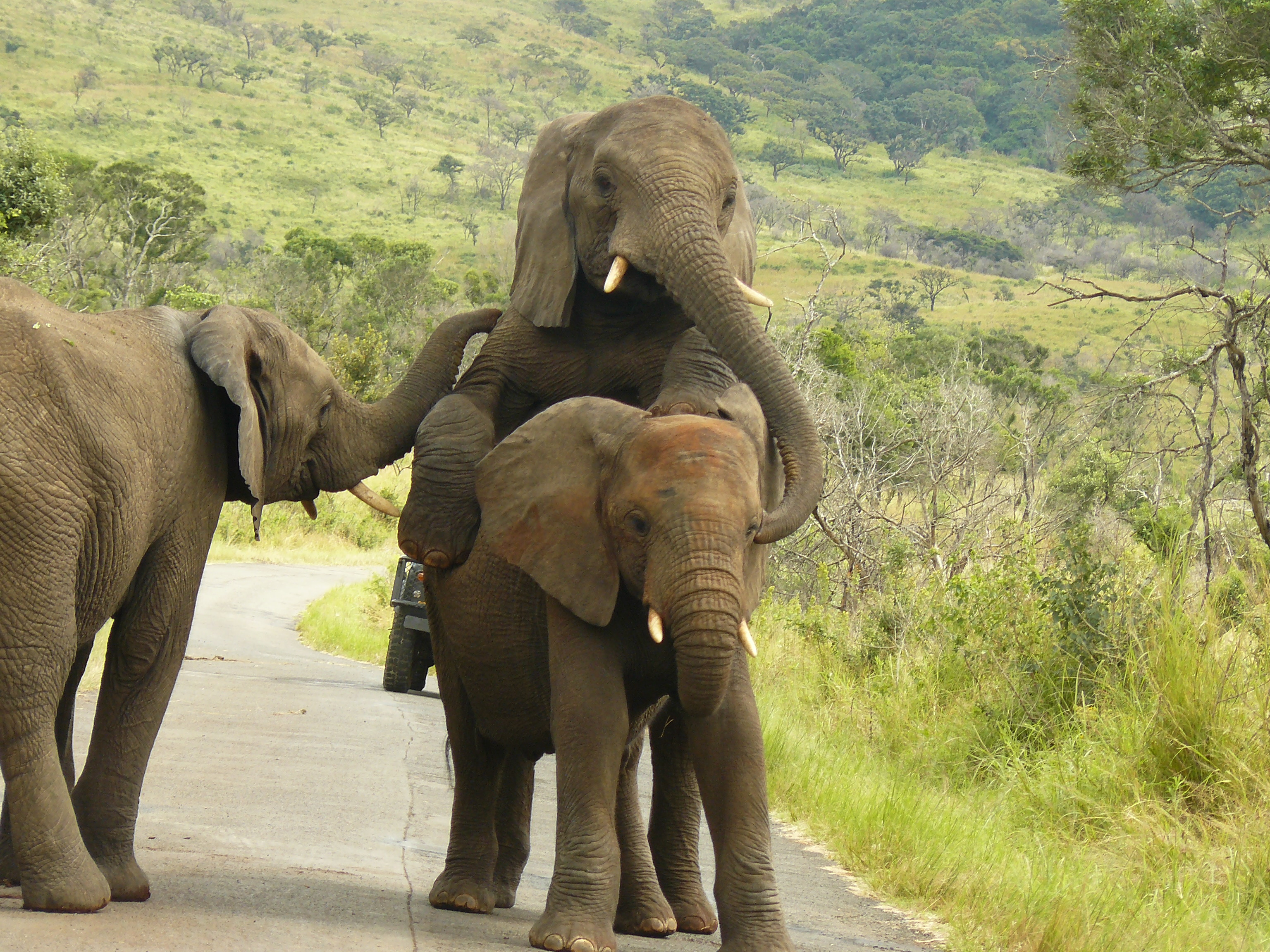 Tim Brown Tours Durban Safaris