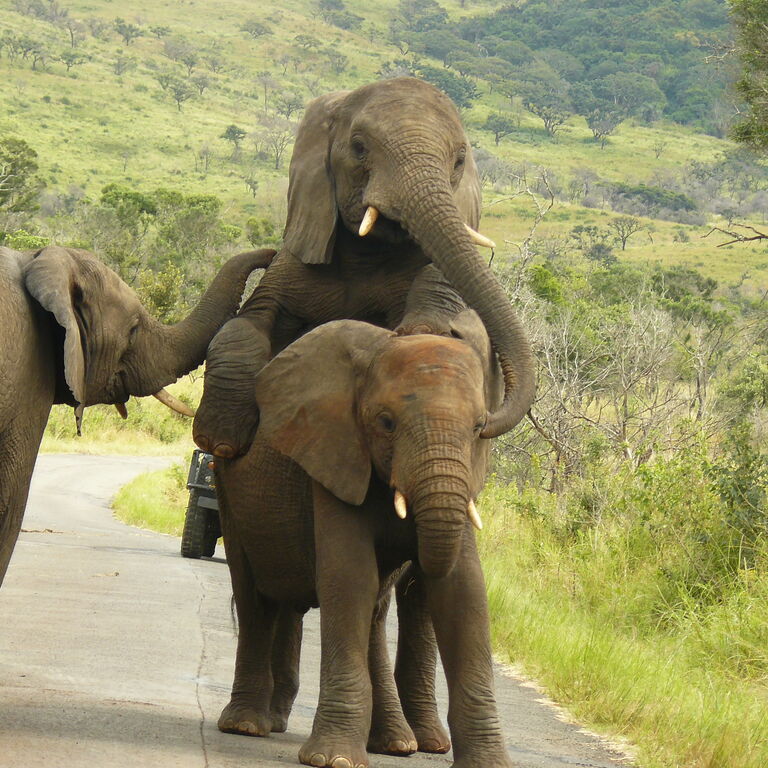 Tim Brown Tours Durban Safaris