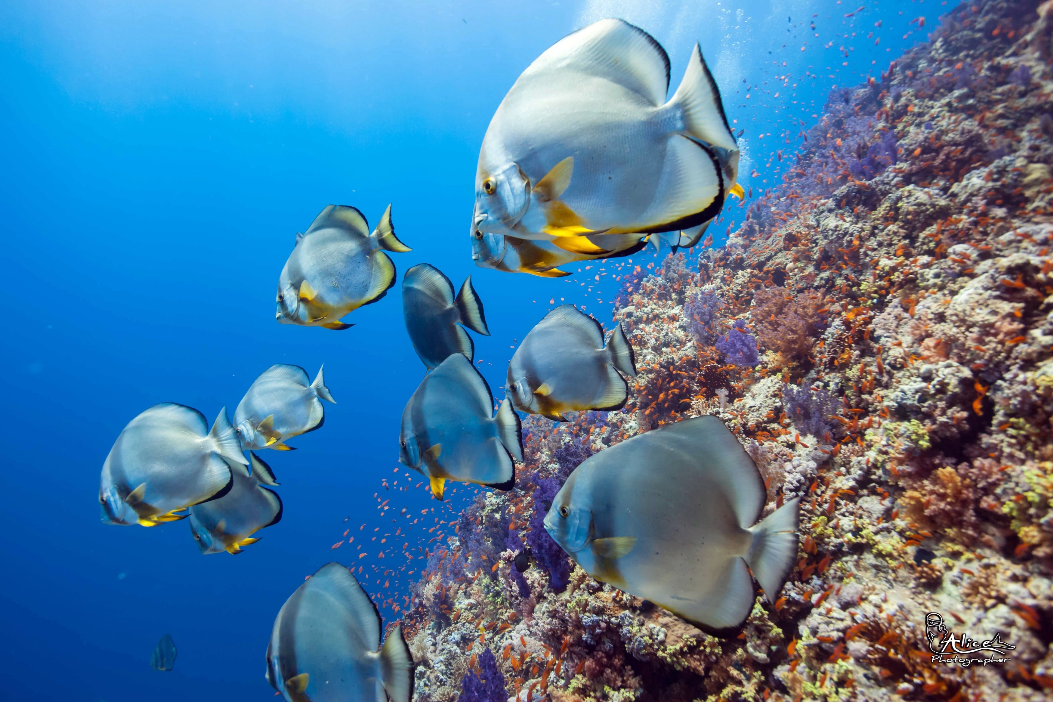 Red Sea For Tourism Activity And Diving