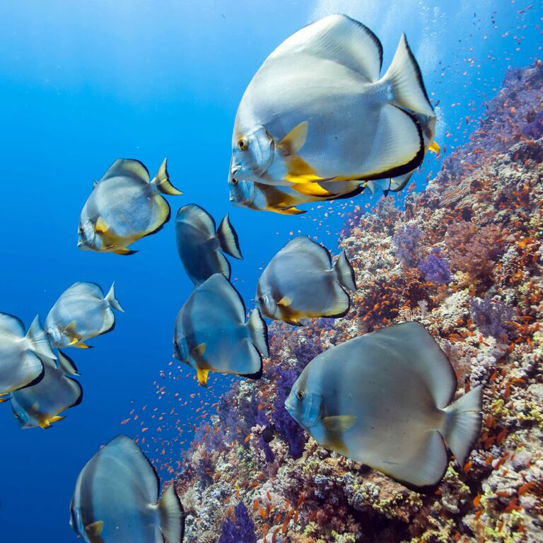 Red Sea For Tourism Activity And Diving