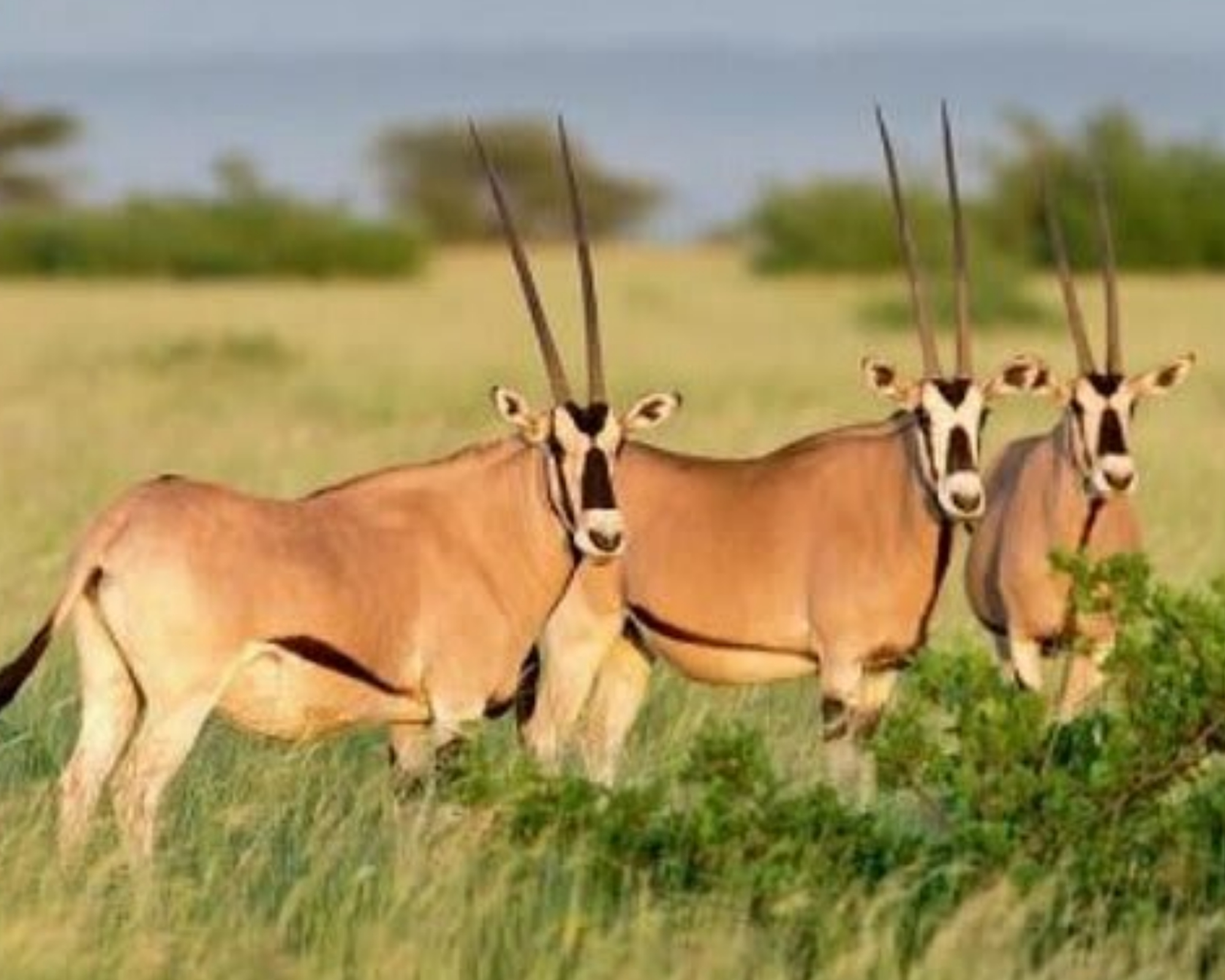 Ethio Top Land Tours