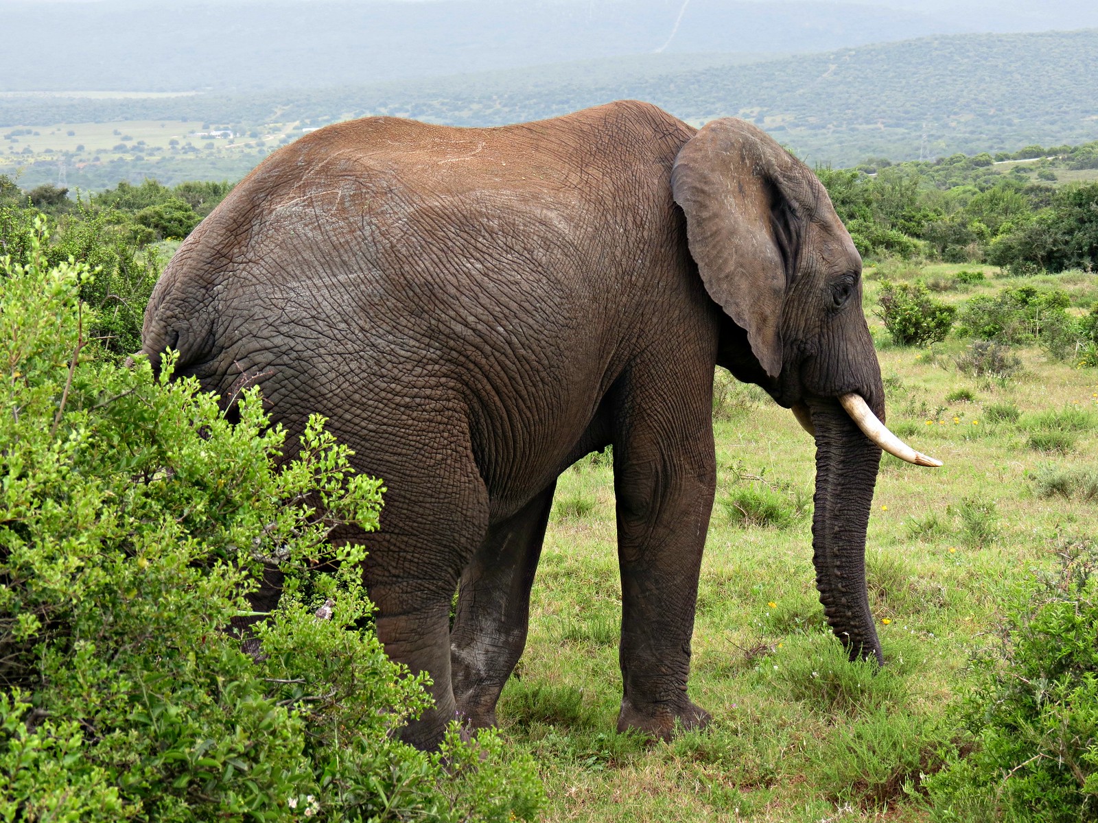 Arrive Africa Safaris