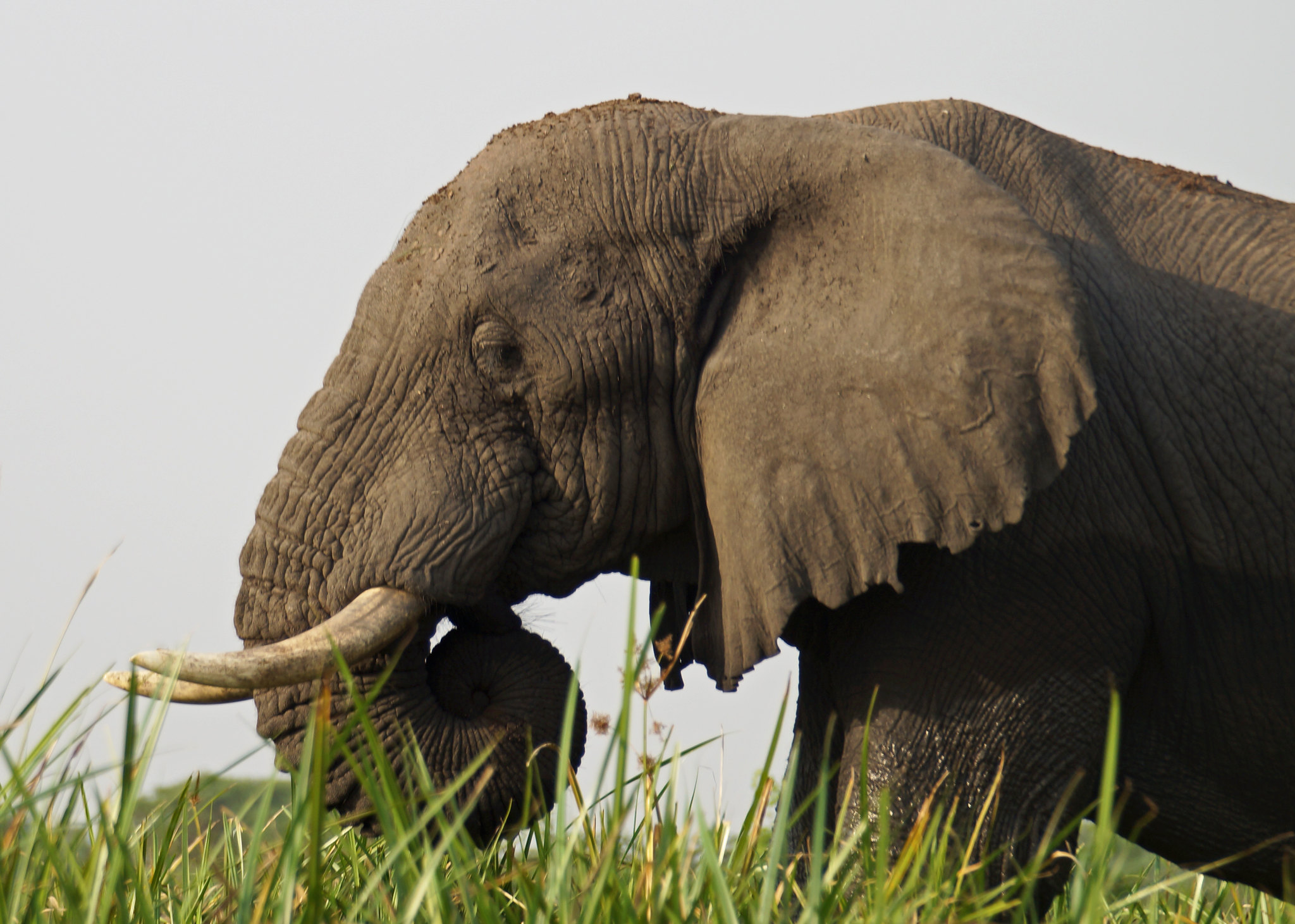 Arrive Africa Safaris