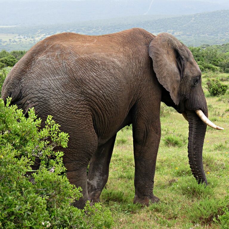 Arrive Africa Safaris