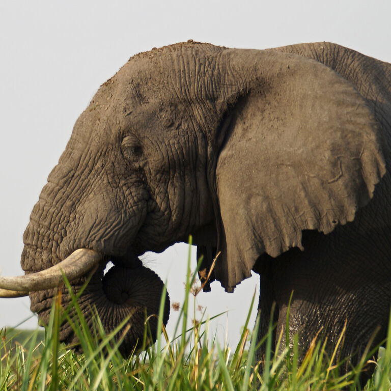 Arrive Africa Safaris