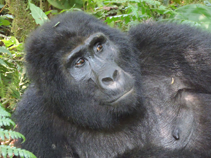 Arrive Africa Safaris