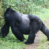 Arrive Africa Safaris