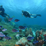 Scubaçao