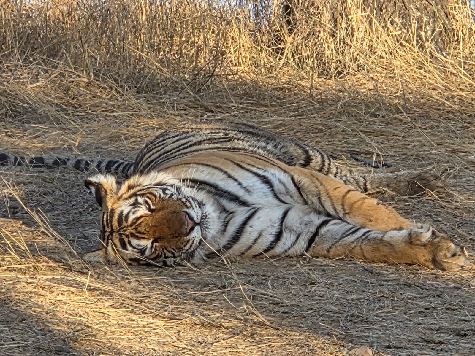 Ranthambore National park