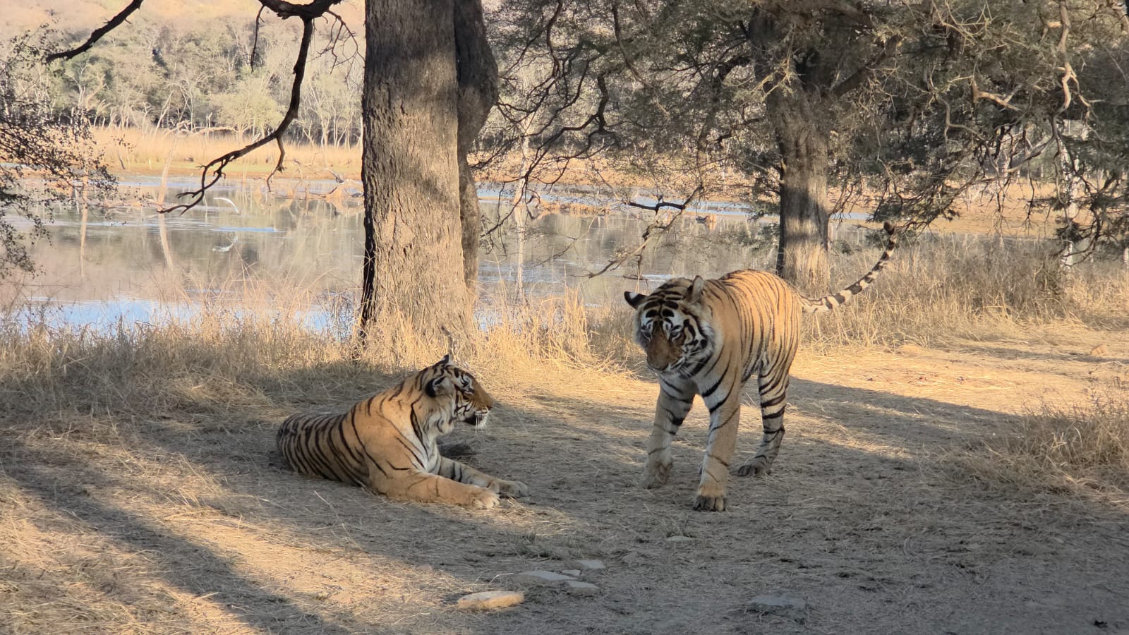 Ranthambore National park
