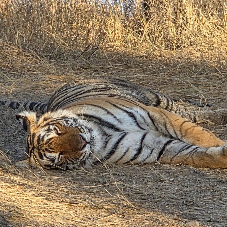 Ranthambore National park