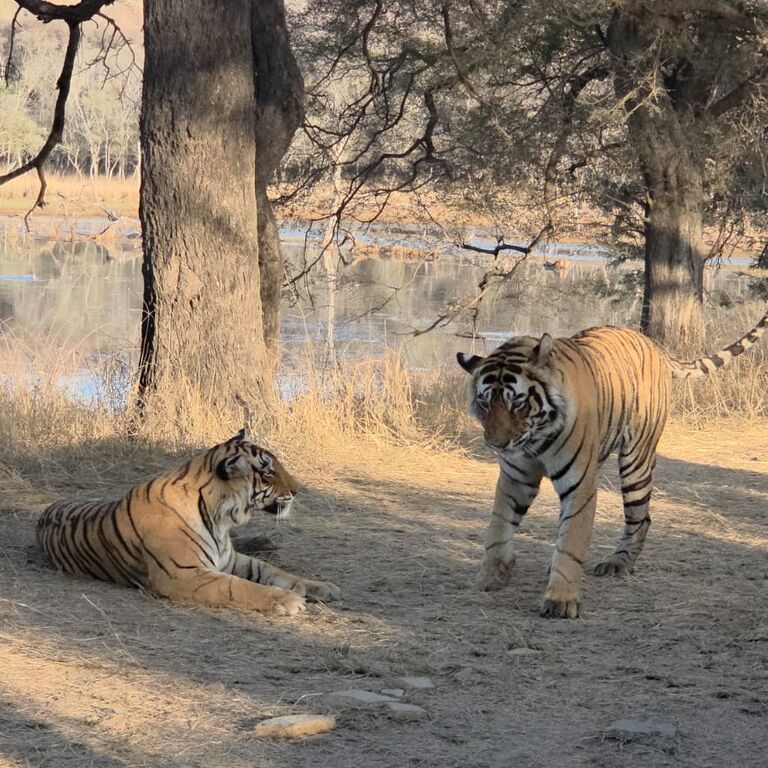 Ranthambore National park