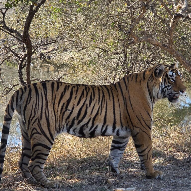 Ranthambore National park