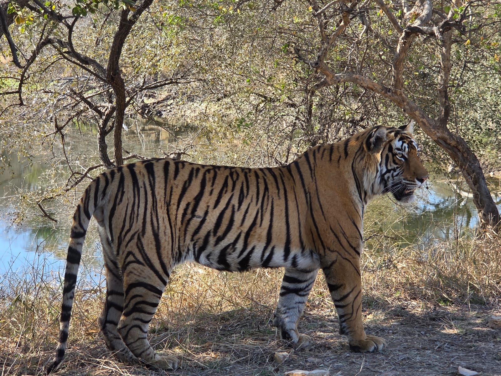 Ranthambore National park