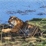 Ranthambore National park