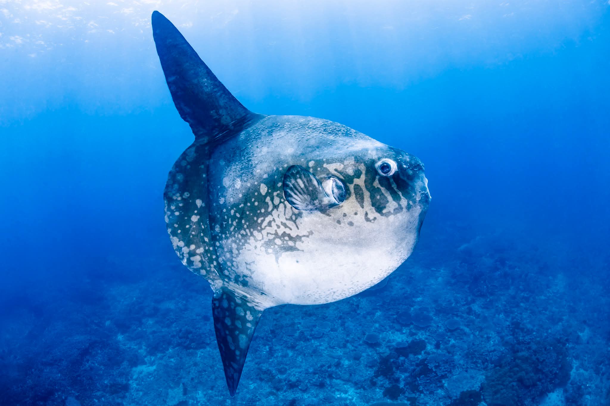 Kriss Bali Diving