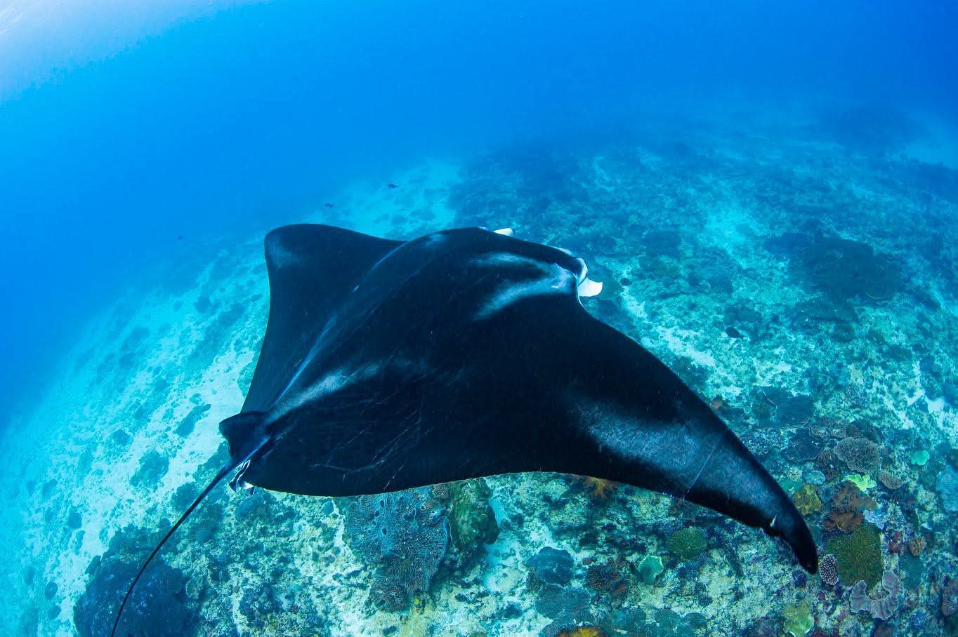 Kriss Bali Diving