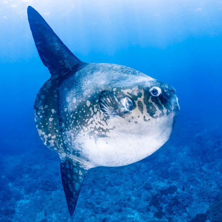Kriss Bali Diving