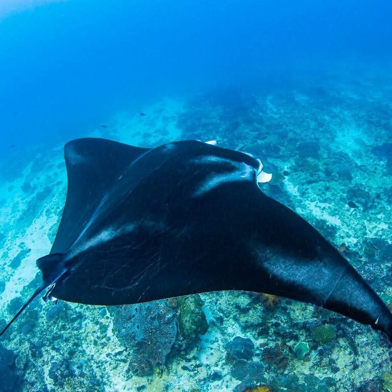 Kriss Bali Diving