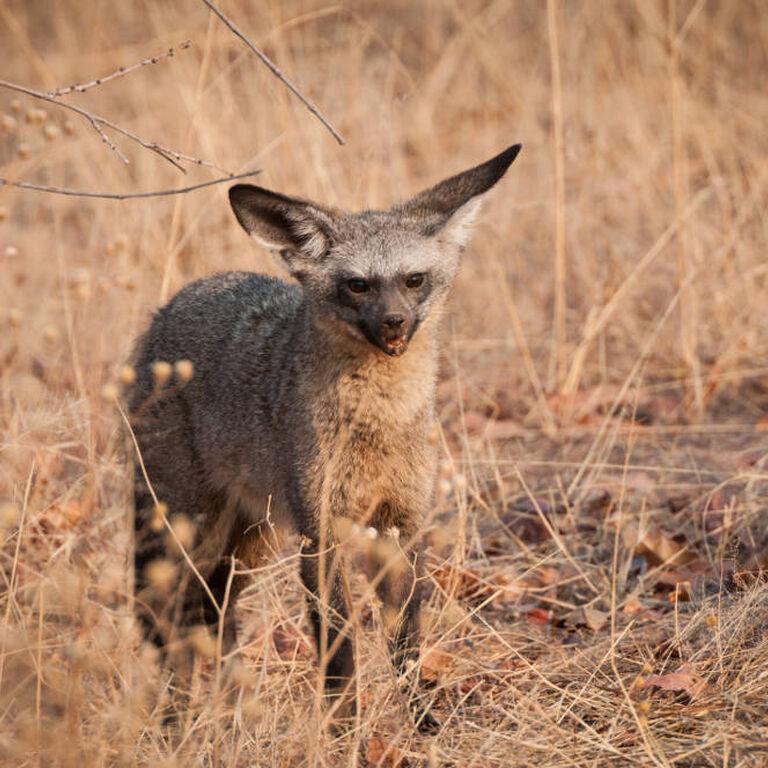 Maricky's Safaris