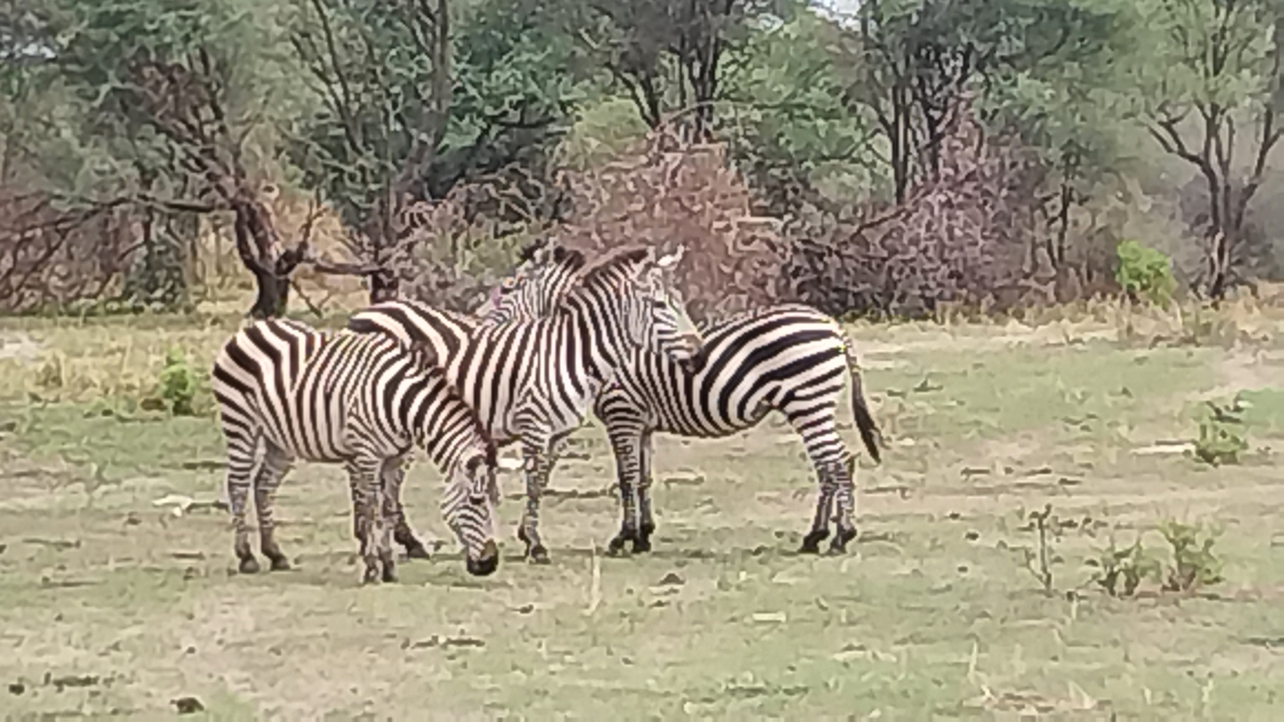 Ellbark Tours