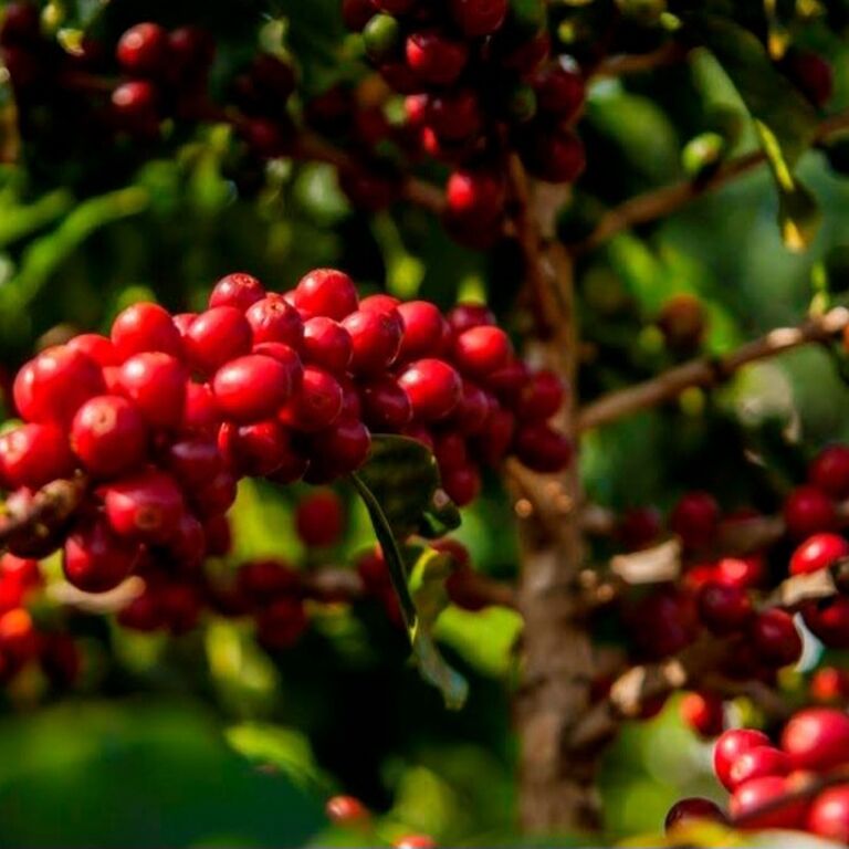 Fazenda da Taquara
