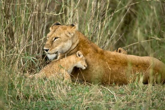 GARDENIA AFRICAN SAFARIS LTD