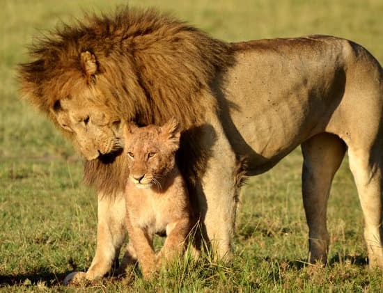 GARDENIA AFRICAN SAFARIS LTD
