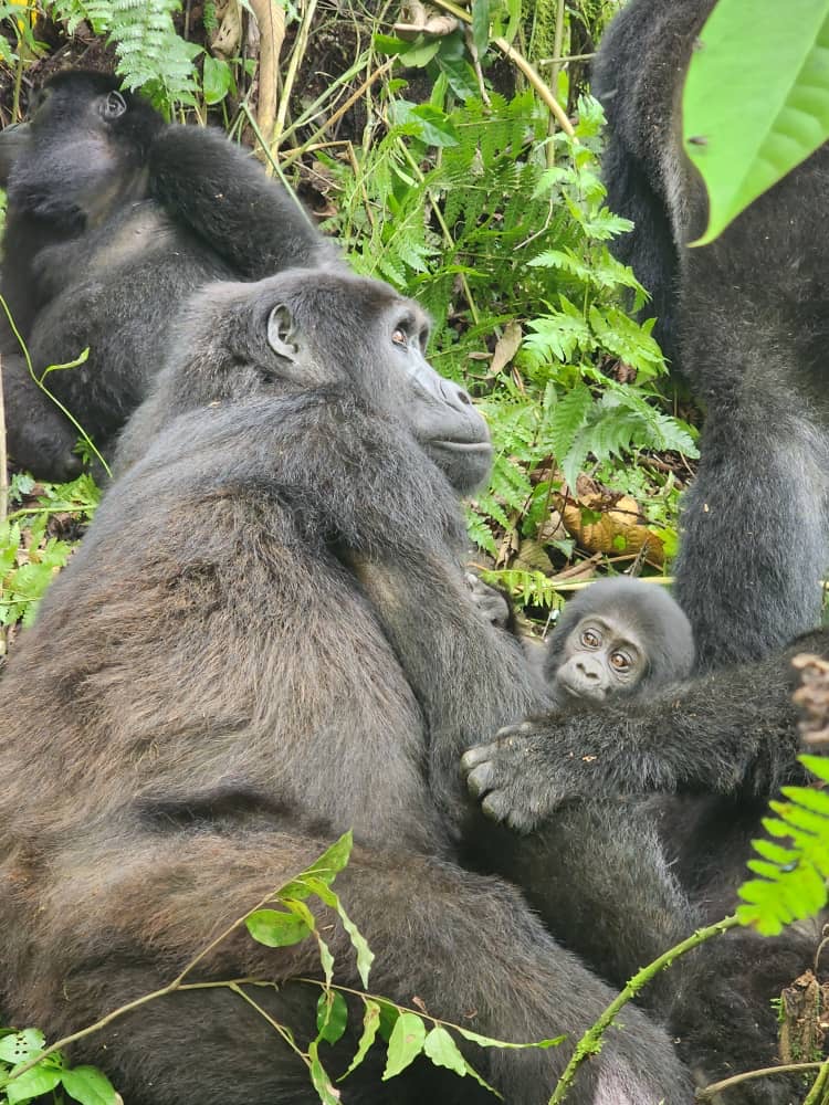 tsutsu tours and travel