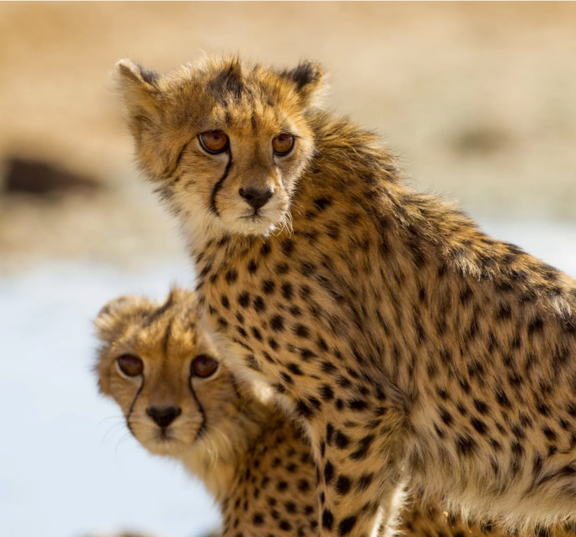 TANZANIA SAFARI DREAMS