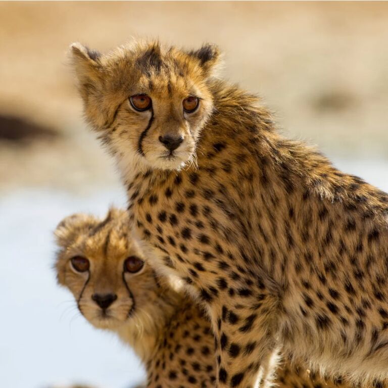 TANZANIA SAFARI DREAMS