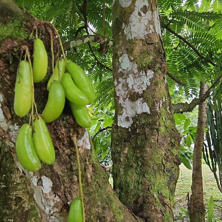 Biotour STP