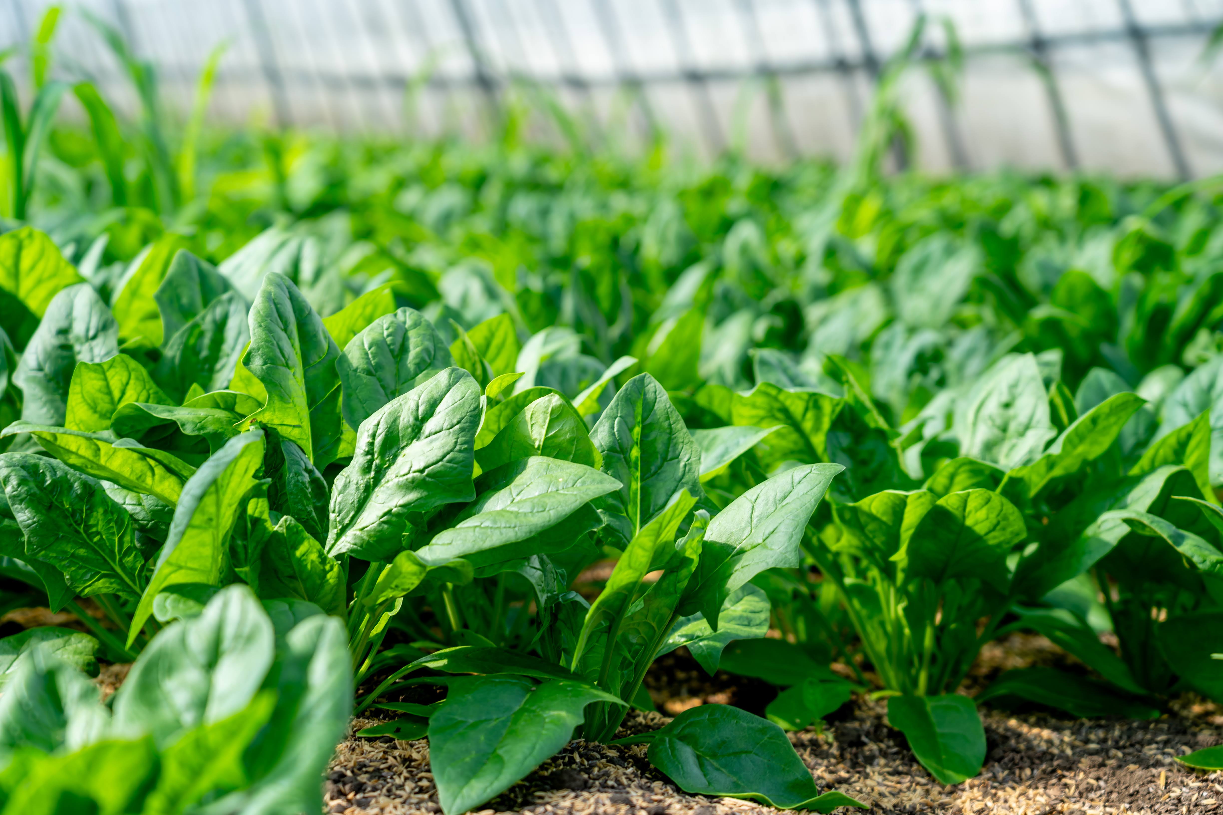 IWAKI FARM