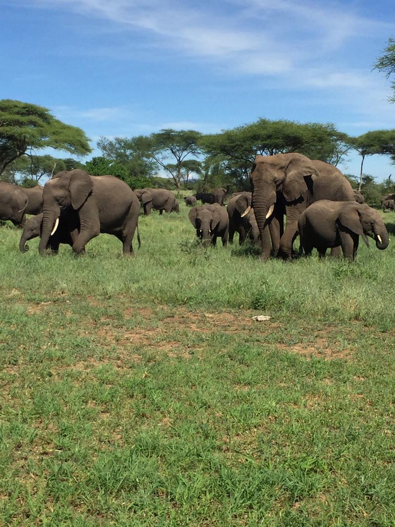 outstanding Tanzania Safari