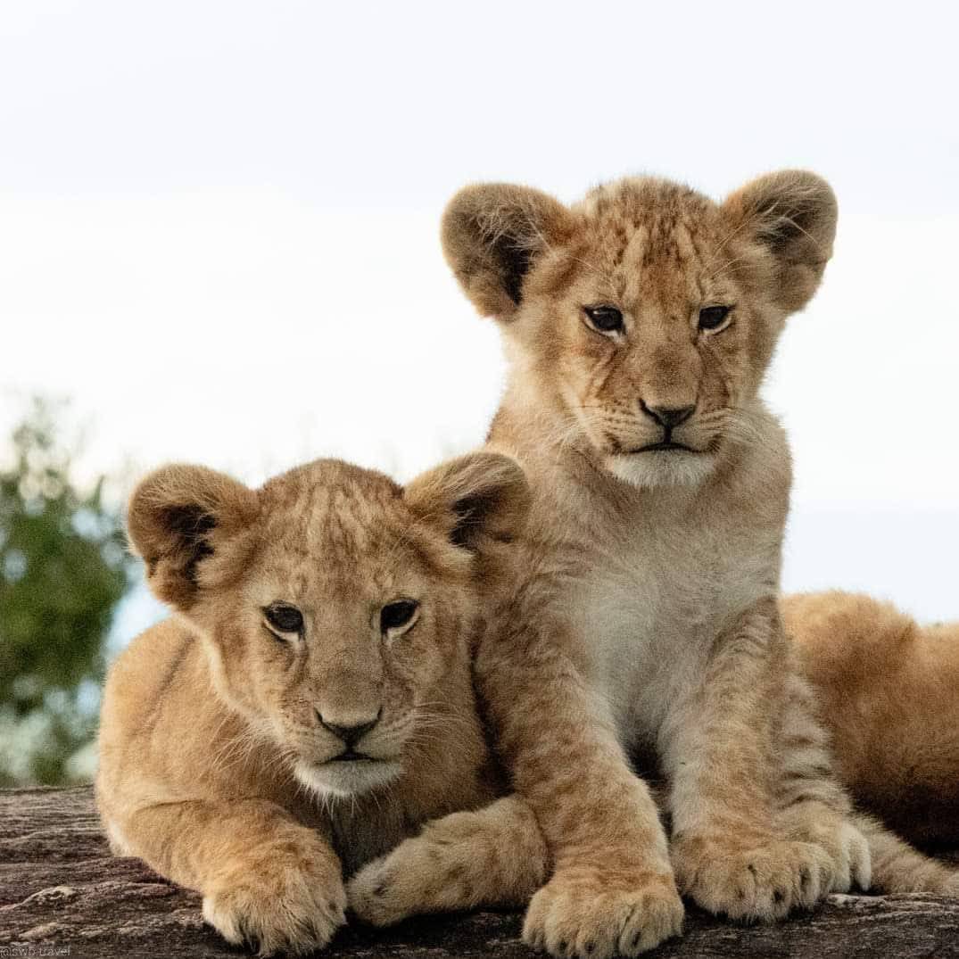 outstanding Tanzania Safari
