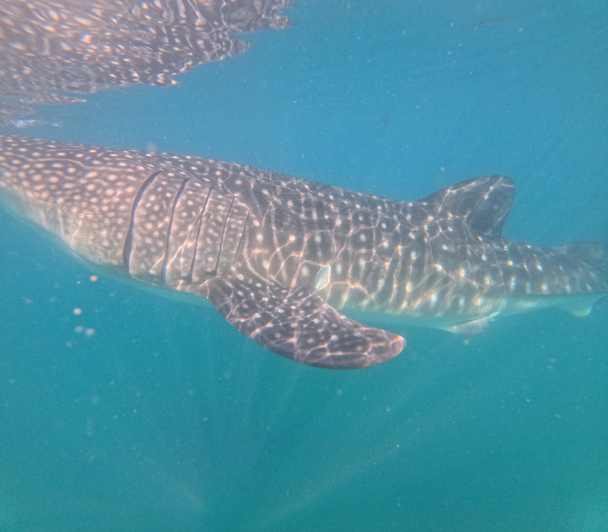 La Paz VIP tours