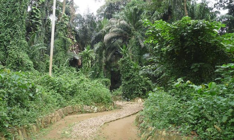 Oasis Safaris Limited