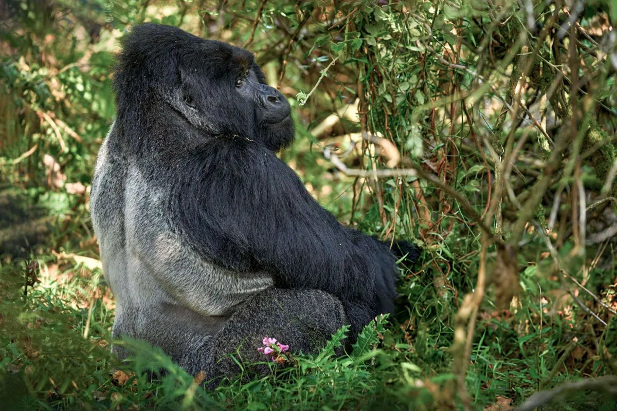 Oasis Safaris Limited