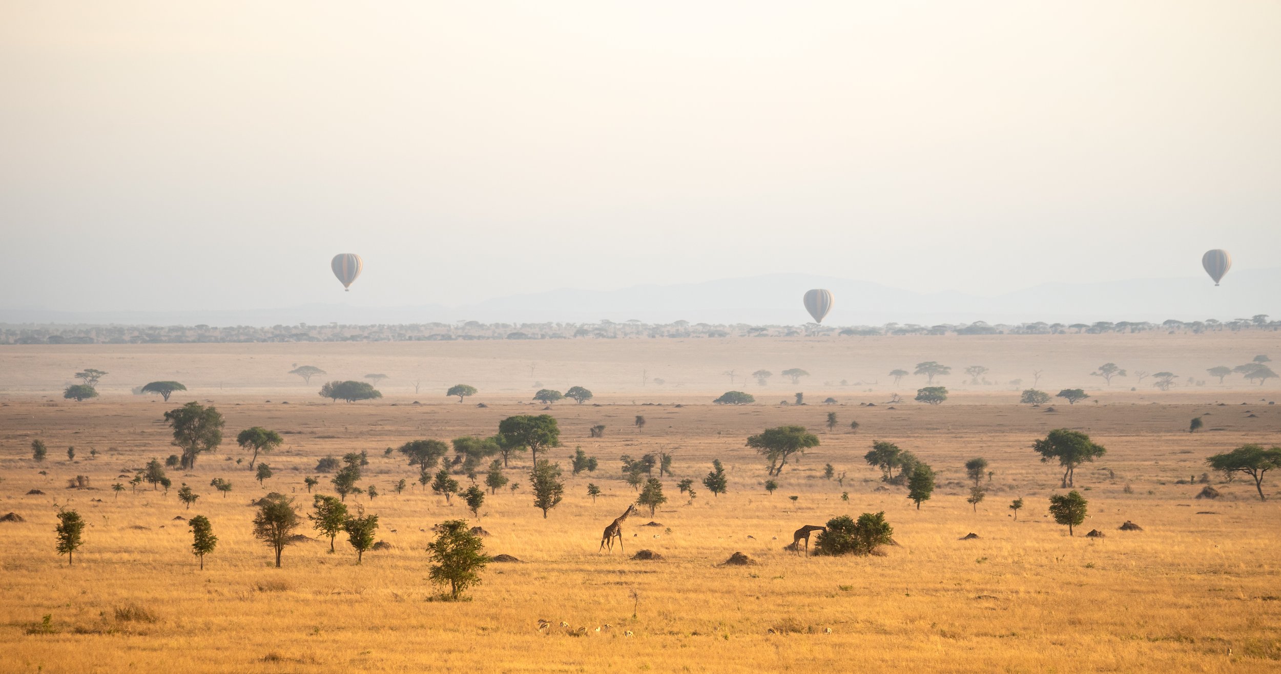 Katikati Tours and Safaris