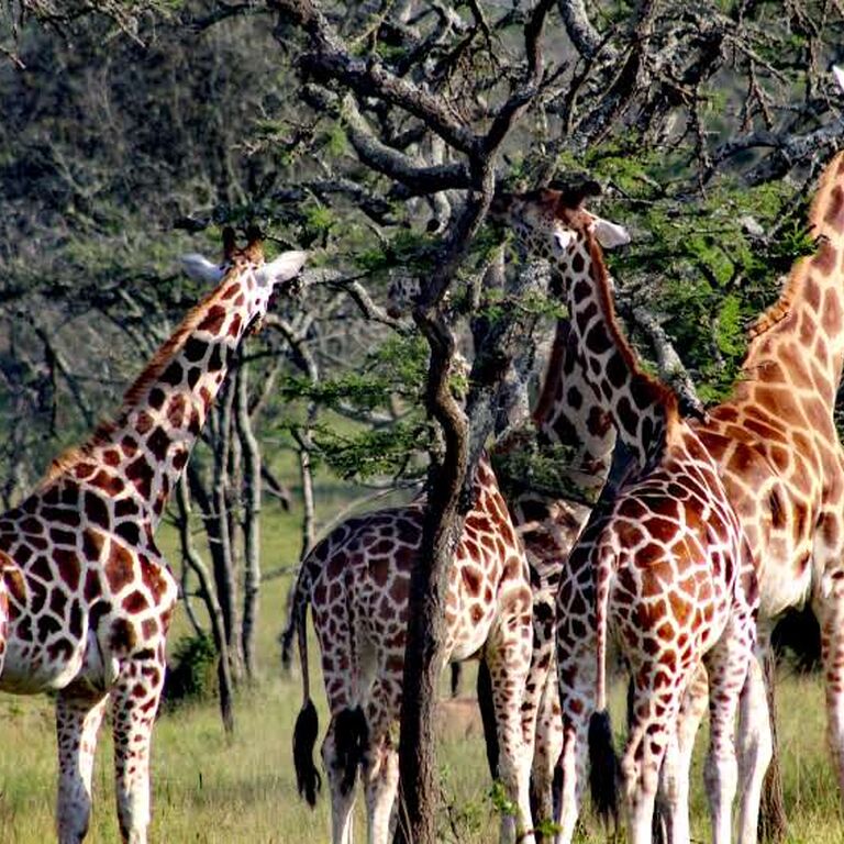 Verdoro Safaris