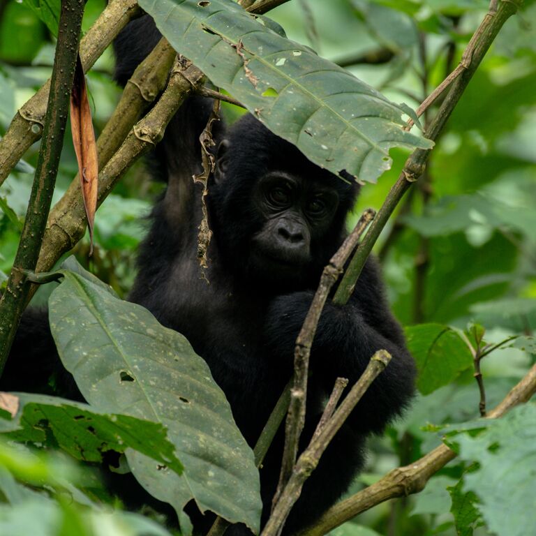 Verdoro Safaris