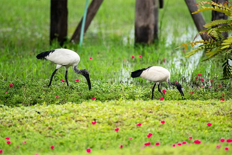 DOLPHIN TOURS AND TRAVEL