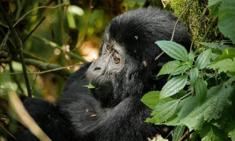 DOLPHIN TOURS AND TRAVEL