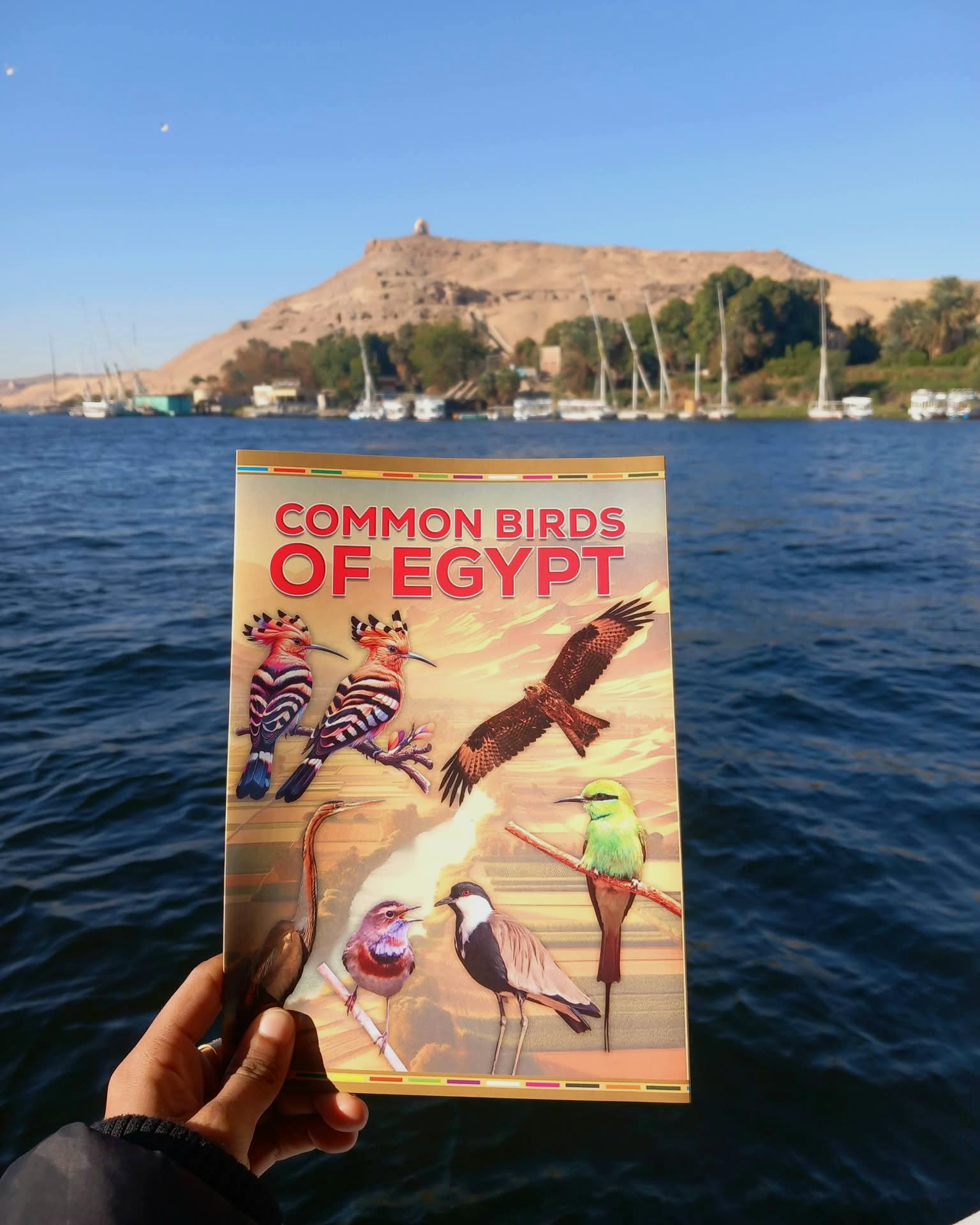 Aswan Birdwatching