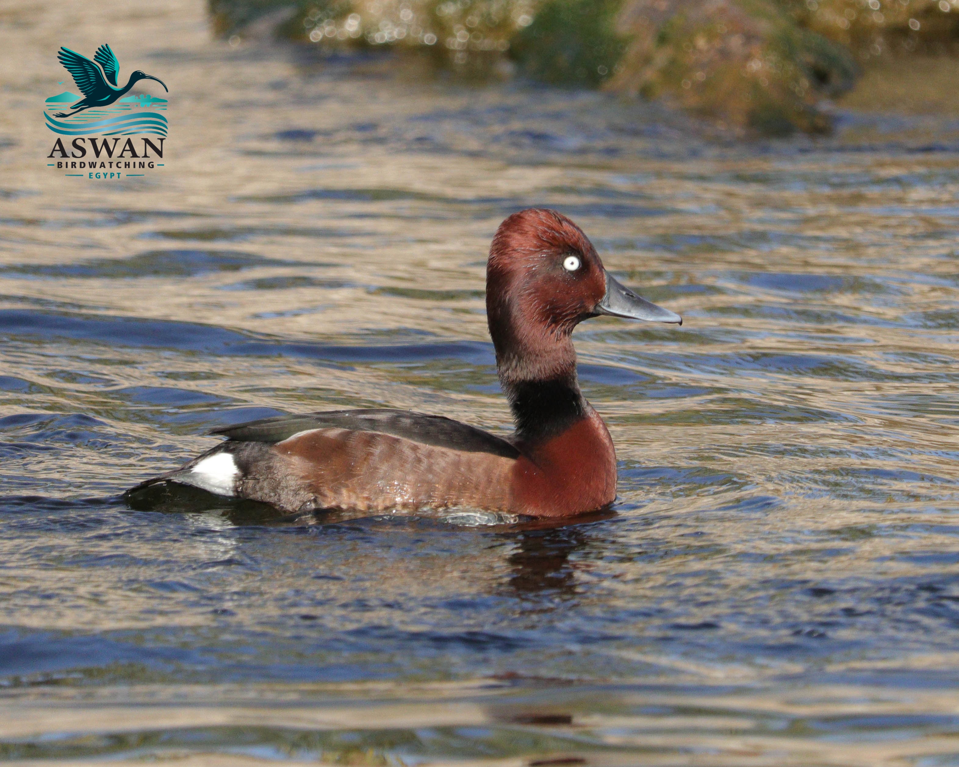 Aswan Birdwatching